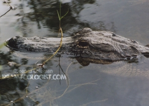 American alligator