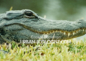 American alligator - Everglades National Park