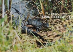 American alligator babies Alligator mississippiensis