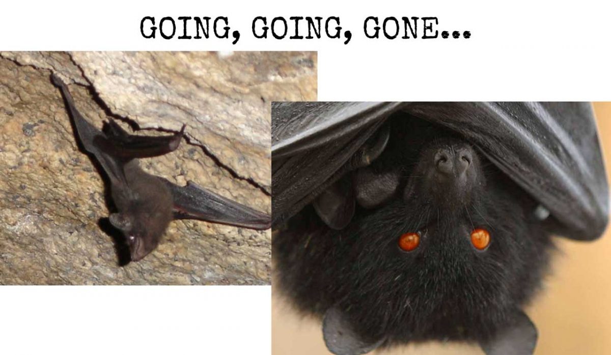 Threats to bats The Urban Ecologist