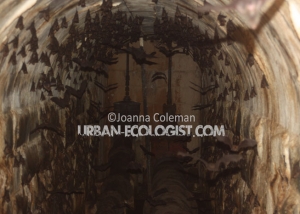 Bats in tunnel, Hiyare, Sri Lanka