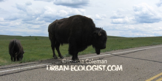 Bison bison