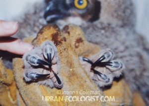 baby great horned owl Bubo virginianus talons