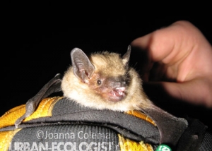 big brown bat Eptesicus fuscus