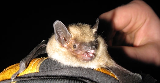 big brown bat Eptesicus fuscus