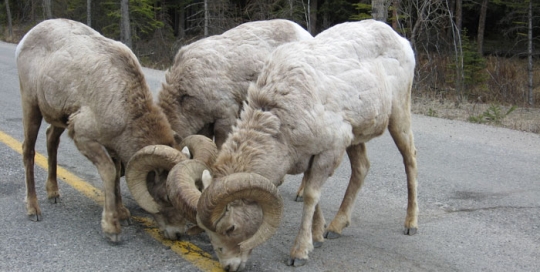 Ovis canadensis
