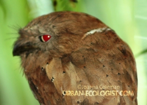 Ceylon frogmouth (Batrachostomus moniliger), Sinharaja rainforest