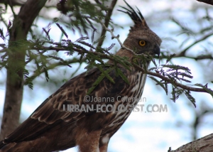 Nisaetus cirrhatus, Bundala National Park, Sri Lanka