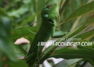 Kurulubedda, Sri Lanka