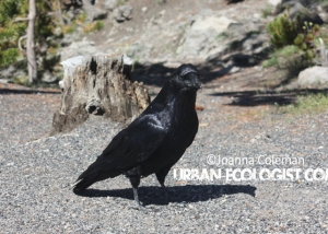 Corvus corax