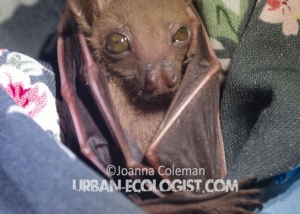 fruit bat (Cynopterus brachiotis), Singapore