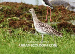 Numenius arquata and Himantopus himantopus