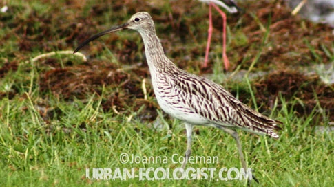 Numenius arquata and Himantopus himantopus