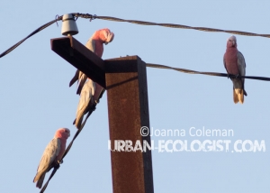 Eolophus roseicapilla, Northern Territory