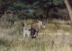 Gemsbok (Oryx gazella), Kenya, 1989