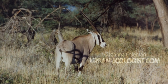 Gemsbok (Oryx gazella), Kenya, 1989