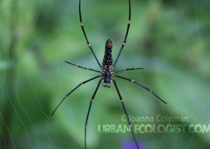 Nephila sp- Sinharaja rainforest, Sri Lanka, 2011