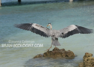 Ardea cinerea, Maldives