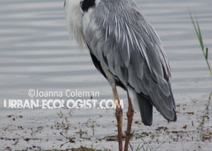 Ardea cinerea - Sri Lanka