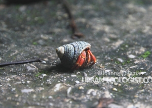 Hermit crab, Sarawak, Malaysian Borneo, 2013
