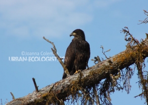 Haliaeetus leucocephalus