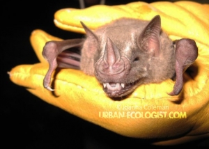 Artibeus jamaicensis