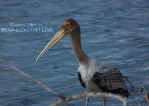 Mycteria leucocephala