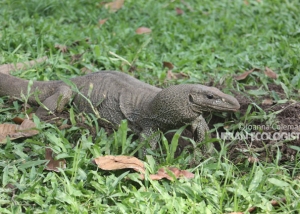 Varanus bengalensis