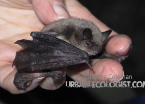 Myotis ciliolabrum