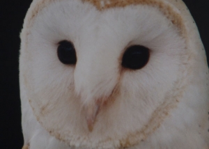 Tyto alba