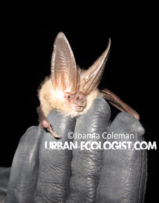 Townsend's big eared bat (Corynorhinus townsendii), Little Missouri National Grasslands, 2009. Probably my favourite species of bat that I've ever captured. I mean, just look at those ears!