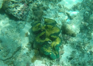Tridacna gigas