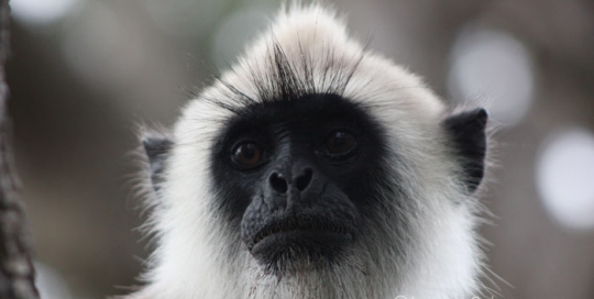Semnopithecus priam