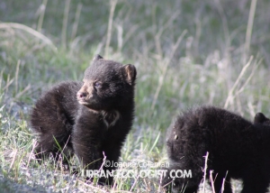Black bear cubs