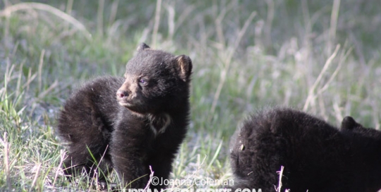 Black bear cubs