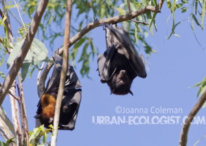 Black flying foxes