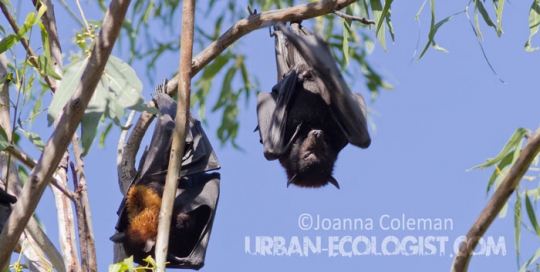 Black flying foxes
