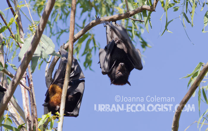 Black flying foxes 