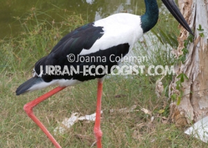 Ephippiorhynchus asiaticus