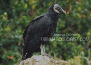 Coragyps atratus- Everglades National Park, FLA
