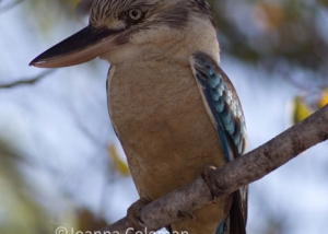 Dacelo leachii - Nitmiluk National Park