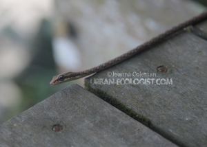 Bronzeback (Dendrolaphis sp), Sawarak