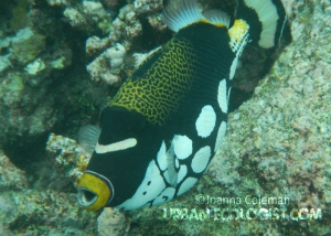 Balistoides conspicillum