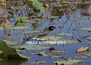 Irediparra gallinacea