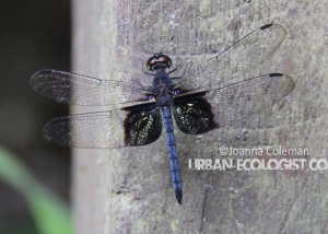 Dragonfly, Sarawak