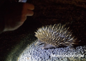 Echidna, Northern Queensland, 2013