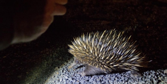 Echidna, Northern Queensland, 2013