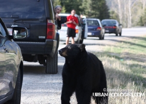 Ursus americanus) coming to road to see people behaving stupidly