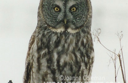 Strix nebulosa