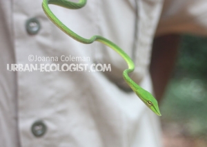 Oxybelis fulgidus - Sri Lanka,